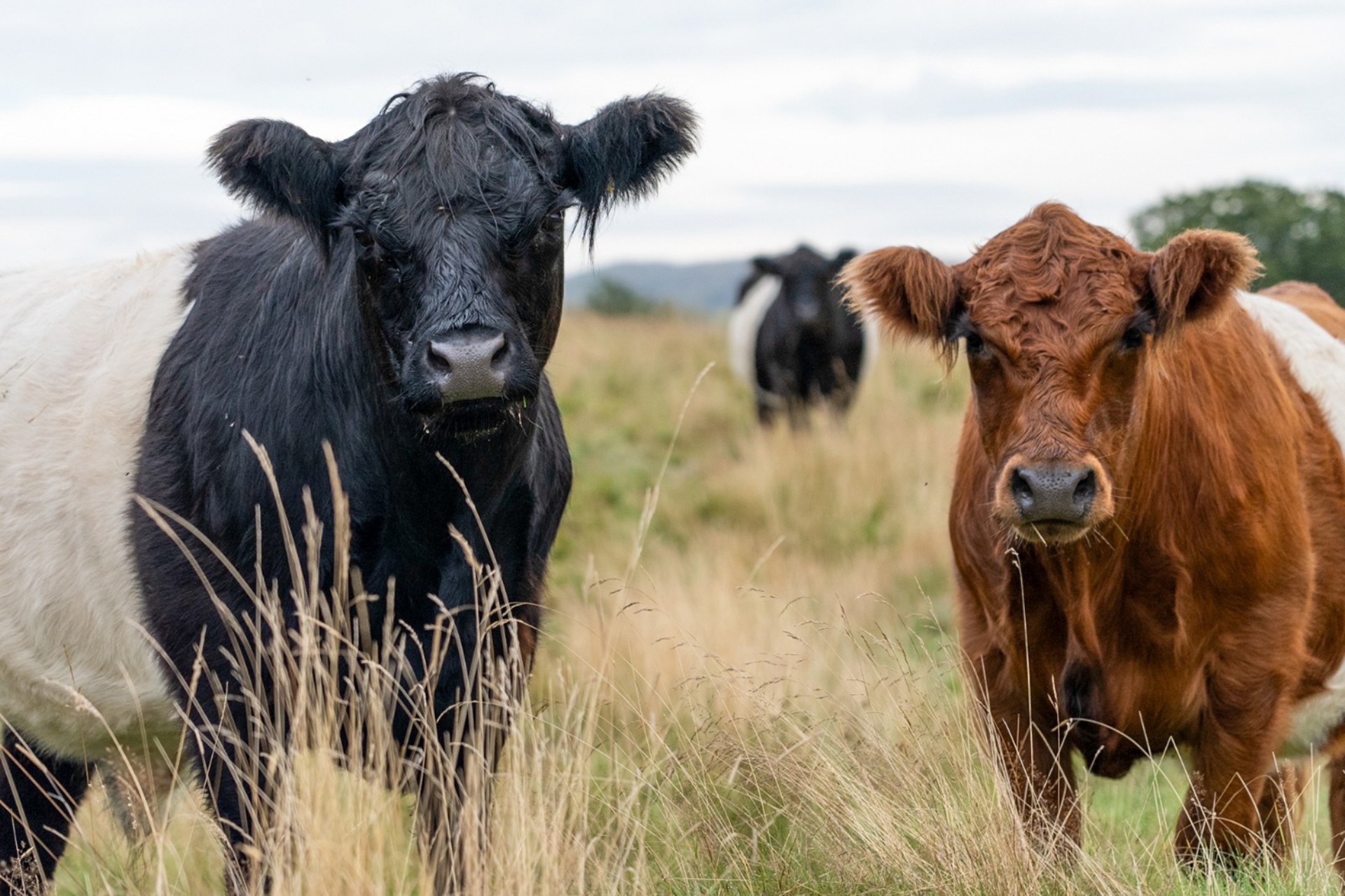 <p>As it's Organic September, it's the perfect time to shine a light on what we do on Matson Ground Farm - why organic farming and sustainable practices matter, and how we play our part to protect this special landscape.