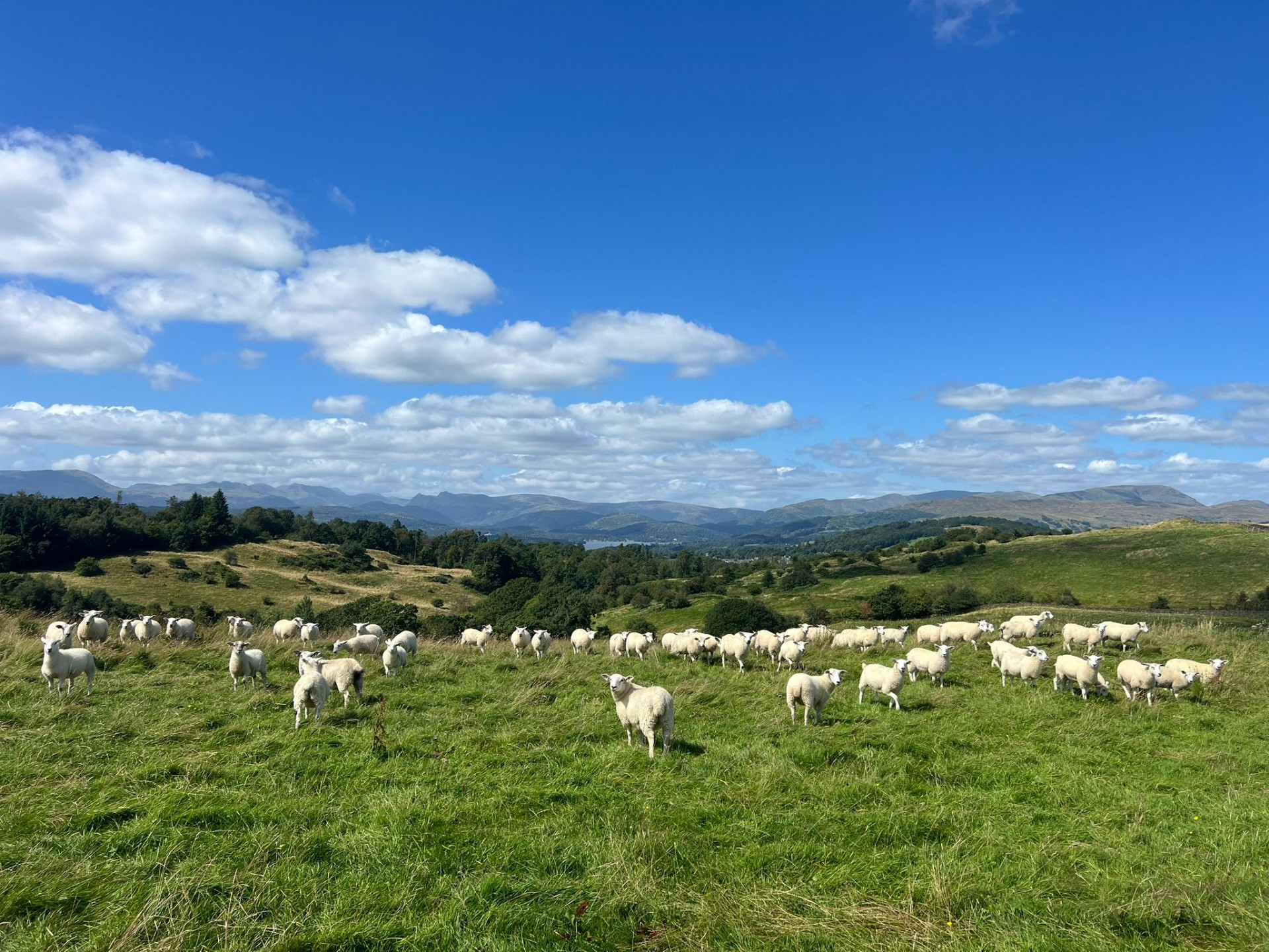 <p>We got a dry week in late July to cut and collect the grass for winter feed.