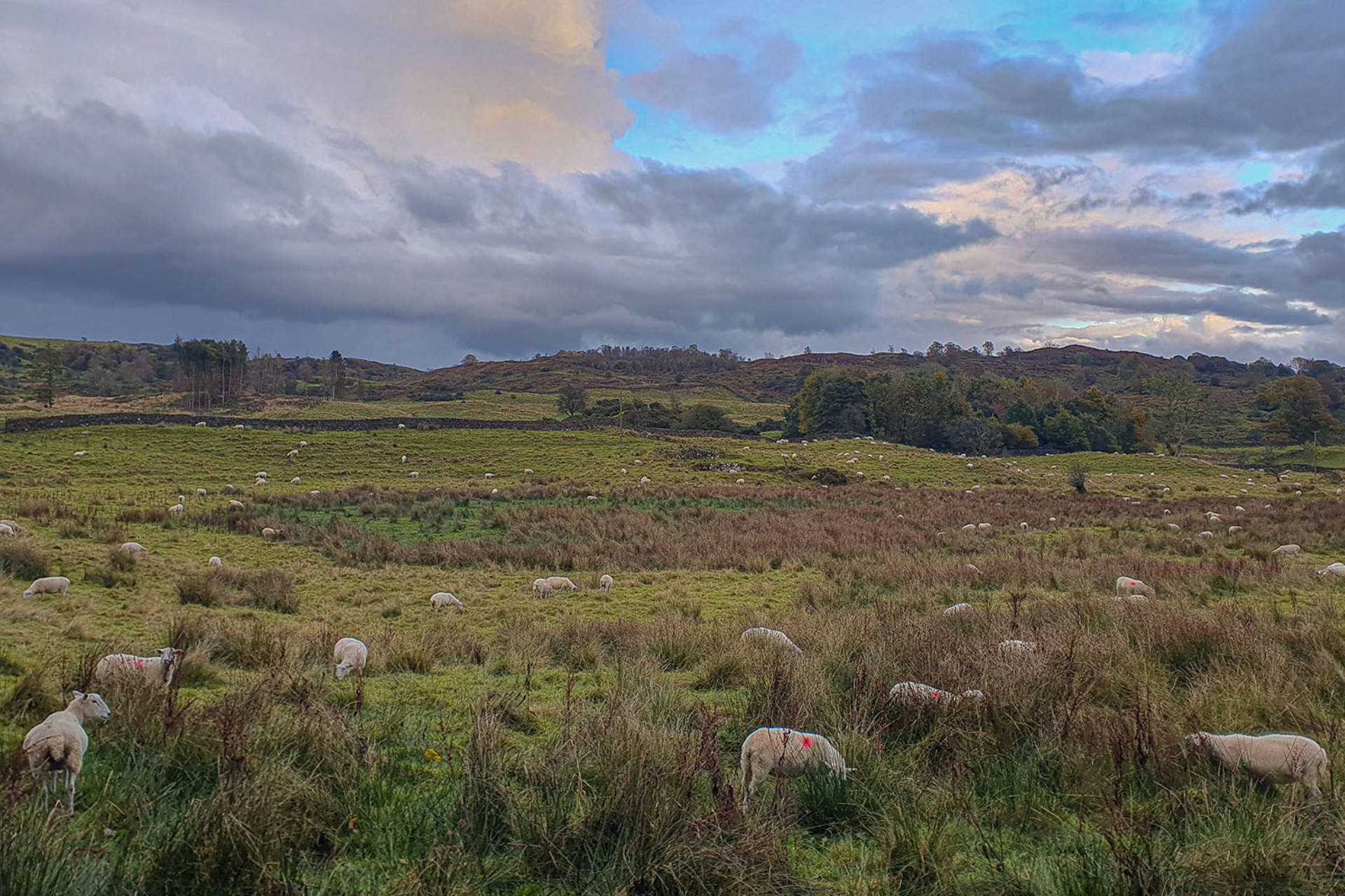 <p>We have 650 sheep on the farm and in the farming calendar autumn is the start of the breeding season.